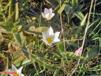 /album/wildflowers/tulipa-cretica-akrotiri-4-jpg/